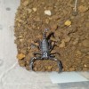 scorpion